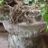 20thc. Reconstituted Urn with great  Age & patina. - Image 3