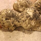 A Pair of Stone Recumbent Lions - Image 4